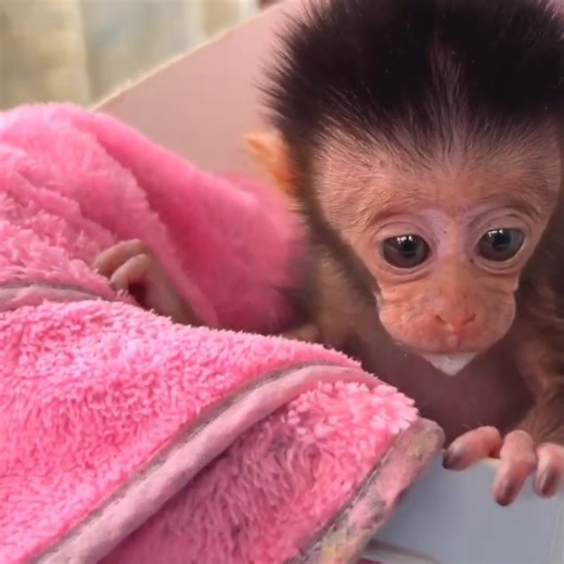 “Unbelievable! Rescue Baby Monkey Argues With Me Like a Real Human Baby 😳🐒💬” #babymonekey #smallbabymonkey #littlebabymonkey #cutemonkey #funnymonkey | Sarry