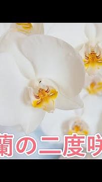 【胡蝶蘭】花が終わった胡蝶蘭をもう一度咲かせる方法を教えちゃいます！【神港農園芸】