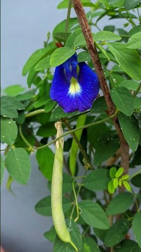 How to Grow Aparajita Plant at Home | Complete Care Guide | Faster Growth & More Flowers 🌸 #explore