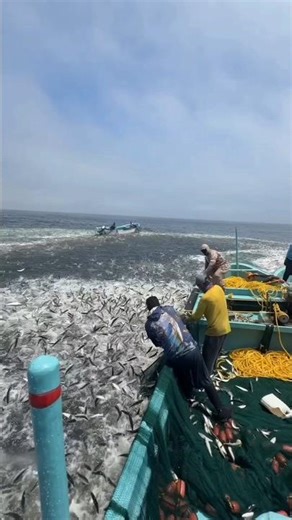 How do fishermen catch millions of fish? #facts #animalfacts #wildlife