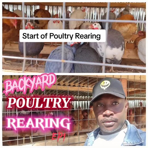 Guide to Poultry rearing for beginners
