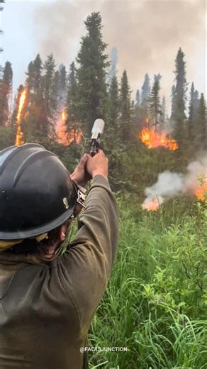 Facts Vault on Instagram: "Is Controlled Burning the SECRET to Stopping Forest Fires? #forestfire #fire #facts"