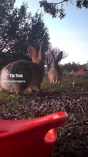 Exploring the Desert Cottontail Rabbit