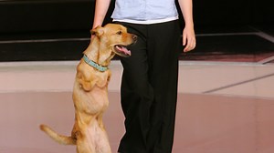 Faith the Walking Dog - Video