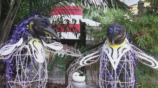 ZooTampa’s ‘Christmas in the Wild’ returns with more lights, new attractions for families