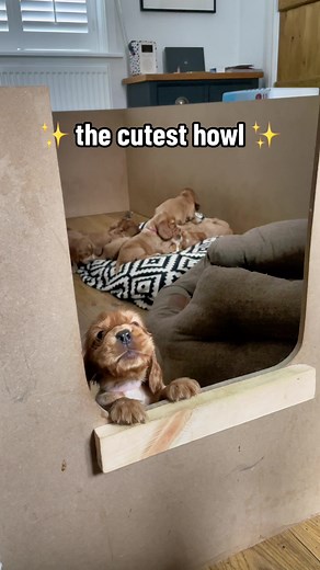 Possibly the cutest howl you’ve ever heard… change my mind #cutesound #puppyhowl #babyanimals #puppytiktok #cockerspanielsoftiktok #fyp #cutepuppy #cockerspanielpuppy