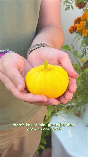 Plant of the Week: Mini Pumpkins!