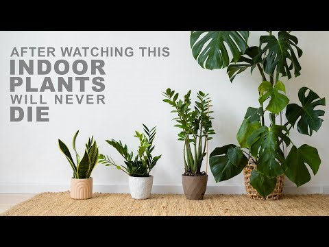 Your Indoor Plants Will Never Die | How to Care Indoor Plants Properly