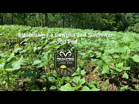 How to Establish an Ironclay Cowpea and Sunflower Food Plot