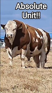 From Fluffy to Fierce — Animal Evolution!