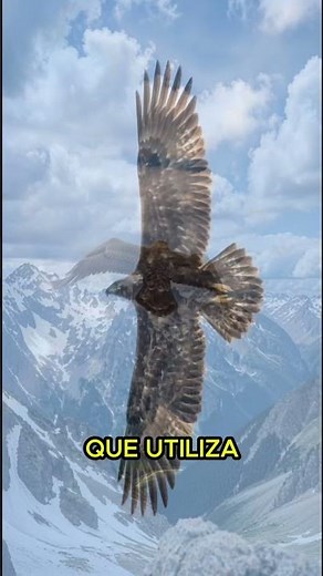 The Golden Eagle: The Telescopic Vision that Dominates the Sky 🦅⚡