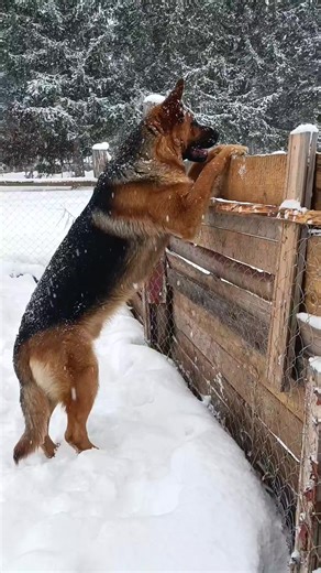 #прикольнівідео #німецькавівчарка #пес #germanshepherd #dog