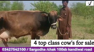 بسم الله الرحمن الرحيم *اَلسَلامُ عَلَيْكُم وَرَحْمَةُ اَللهِ وَبَرَكاتُهُ* *ِایّاک نَعبُدو وَاَیّاک نَستَعِین* *ہم تیری ھی عبادت کرتے ہیں اور تجھ ہی سے مدد مانگتے ہیں، Biggest Red Elephant Bull of Rehan Cattle Farm Karachi Collection Qurbani 2022 Biggest Bulls of Every Breed in the Worl dairy farming business, dairy farming tips, dairy farming shed design, dairy farming australia, dairy farming america, dairy farming app, dairy farming and milk processing, dairy farming buffalo, dairy farming b