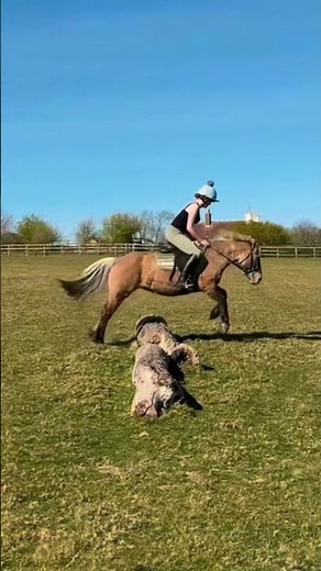 2025 recap!! 🤍 Instagram= emilys_equine.27 #fyp #foryoupage #horse #2025recap #equestrian