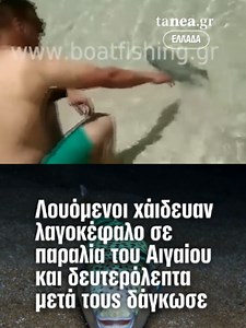🐟 «Τι ωραίο που είναι» ακούγεται να λένε λουόμενοι σε παραλία του Αιγαίου, καθώς πλησιάζουν και χαϊδεύουν έναν λαγοκέφαλο, αγνοώντας τον κίνδυνο που κρύβει το ιδιαίτερα τοξικό είδος. ⚠️ Το βίντεο, που έχει αναρτηθεί στο YouTube εδώ και περίπου επτά χρόνια και επανέρχεται σήμερα στο προσκήνιο, καταγράφει στιγμές άγνοιας γύρω από ένα ψάρι που οι ειδικοί χαρακτηρίζουν επικίνδυνο για τον άνθρωπο και το θαλάσσιο οικοσύστημα. 🎥 Η κατάληξη, πάντως, μόνο αθώα δεν είναι: ο λαγοκέφαλος δαγκώνει το δάχτυ