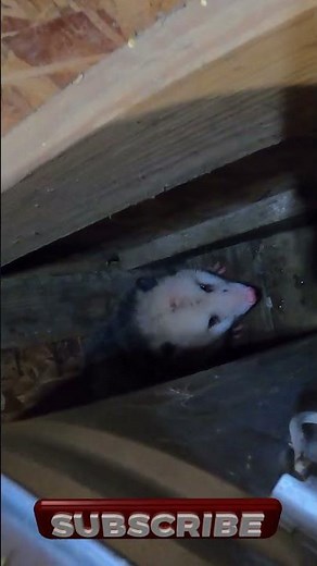 Playing POSSUM #nature #wildlifeshorts #animalshorts #possumcam #country #farm #wildlife