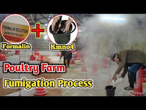 100% Virus Bacteria खत्म करने वाला धुंआ! 💯| Poultry Farm Fumigation का सबसे Advance और Asaan तरीका!✅