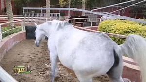 560K views · 67 reactions | أغلى واجمل الخيول العربية الاصيلة وأقوى العائلات والانساب والفرسان والطلائق بمزرعة البستانى  لمشاهدة الحلقات على اليوتيوب بجودة أعلى اضغط هذا الرابط  https://www.youtube.com/c/althamaraa/featured #الثمرة_مع_عزالنوبى | الثمرة | Facebook