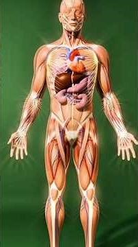 “Simosa Effects on the Human Body | 3D Anatomy Breakdown, Benefits & Side Effects #microsimulation