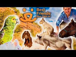 Visiting the Coolest Animal Sanctuary in America | Industry Plant S2E3