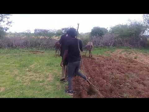 The Donkey-Driven Plough