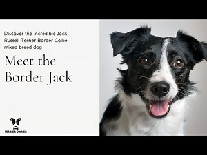 Border Jack: Jack Russell Terrier Border Collie Mixed Breed Dog