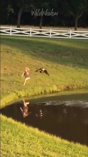 Why Are Geese So Aggressive?