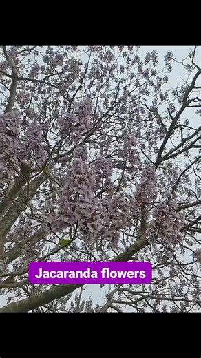 Jacaranda tree #Jacaranda #Jacarandaflowers #waitomo #kingcounty #everyone #followers #highlights #everyoneactive #nonfollowers #followers | I Love New Zealand