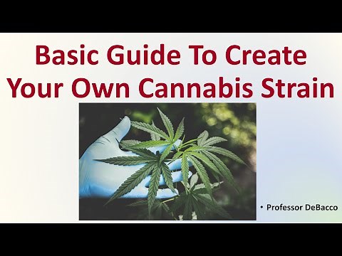 Basic Guide To Create Your Own Cannabis Strain