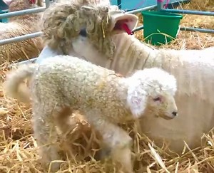 1.6K views | ⭐️殺 CUTE ALERT !!殺⭐️ World’s Cutest Lambs ? These Devon Longwool lambs are being born this week ! OPEN TODAY- Saturday- our last day of Feb Half Term fun on the farm with the rides, shows including bottle feeding the lambs, indoor & outdoor play, Lambing Live Special reduced prices for locals online - https://www.thebigsheep.co.uk/february-half-term/ | The BIG Sheep Family Attraction | Facebook