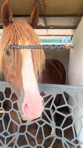 Bir Gün Atlarım İle Çiftlikte Geçirdiğim Zaman