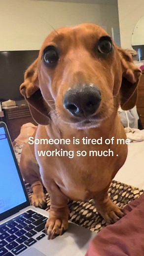 Dachshund Puppy Craves Attention While I Work