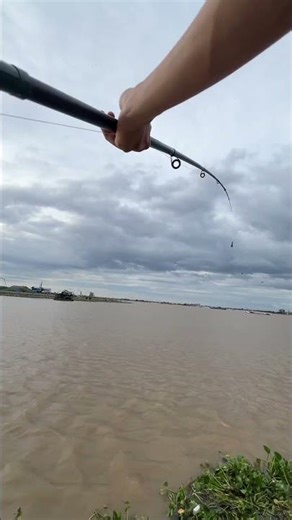 Cricket for a fish bait!