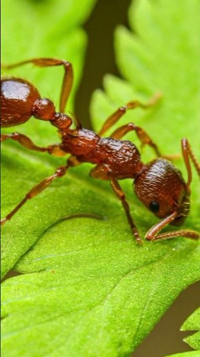 "This Ant is a Suicide Bomber! 💥 #Natureismetal"