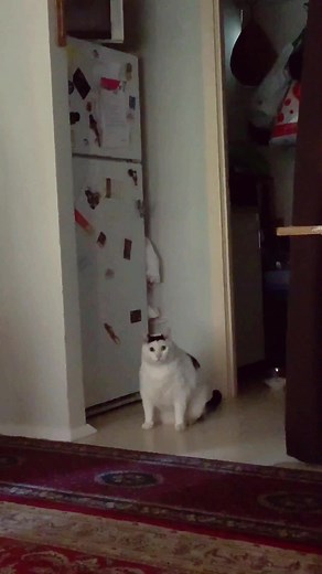 Signs Your Cat is Hungry: Understanding Feline Hunger Cues