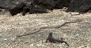 Snoop Dogg Narrates Planet Earth II’s Famous Iguanas vs Snakes Scene