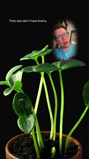 Fascinating Carnivorous Plant Trick Revealed!