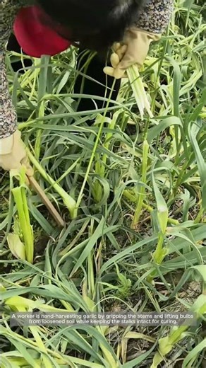 Hand-Lifting Garlic for Clean Bulbs and Better Curing