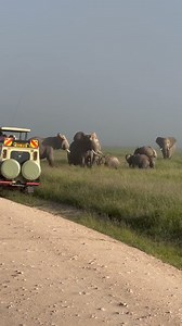 1.3M views · 10K reactions | Tourists had an unforgettable experience witnessing a herd of elephants displaying their discomfort with a camera crew. It was incredible to see the adult elephants protect their young and unite against what they perceived as a threat. The tourists were also impressed by the crew's composure, even when directly faced by a bull elephant Patricia Weaver | Classic Geo Adventures | Facebook