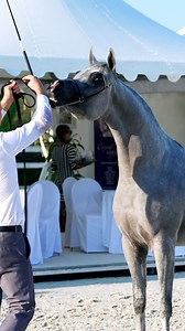 9.4K views · 501 reactions | SAHI AL BAHYA (Emerald J x AJ Sajwa)...