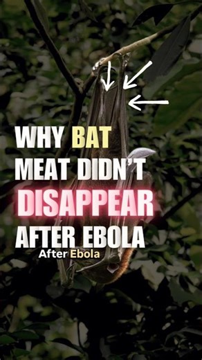 Why Bat Meat Didn’t Stop After Ebola