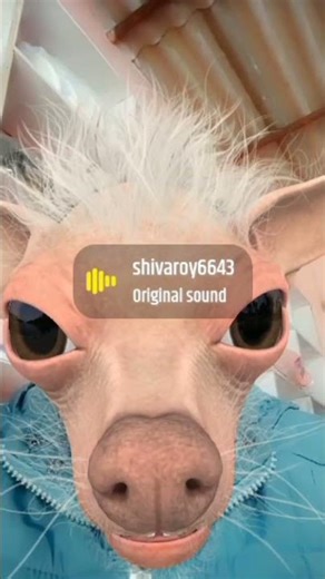 aamva ke dali #comedy #funny #fann