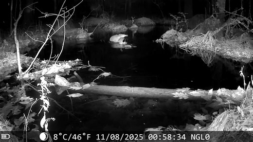 Snow spider,American Mink and flying Squirrel #trendingreelsvideo #WildlifeUnfiltered #wildlifeplanet #wildanimals #NH #nhwildlife #trendingnow #wildlifeconservation | NH Wildlife Cams