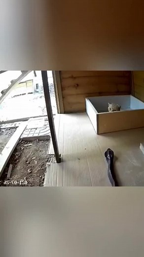 🐈vs🐍 #gatostiktok #funnycats #fyp #gatosengraçados #catsoftiktok #funny #cat