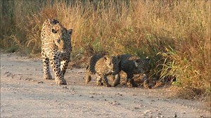 🌿 Wild at Heart: Celebrating South Africa’s Majestic Wildlife 🦁 Beneath the vast skies of South Africa, where golden savannahs stretch endlessly and the untamed bushveld hums with life, the wild world thrives in breathtaking harmony. Here, lions roam as rulers of the plains, elephants carve ancient paths through the wilderness, and the call of the African fish eagle echoes through winding rivers. Every rustling leaf, every shifting shadow, carries the pulse of nature—raw, powerful, and free. T