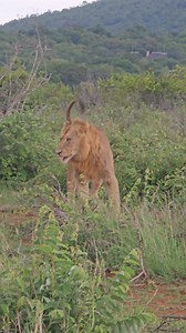 "Bless you!" 🦁 – Watch this young male sneeze as he stands. #lionking #sneeze #wildlife #nature #action | Hayley Myburgh Safari Guide