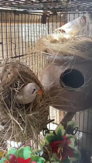 Cute Finch Birds Singing 🐦 | Beautiful Voice