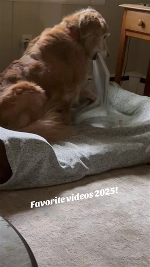 Hilarious Senior Dogs: Funny Rescue Dog Moments