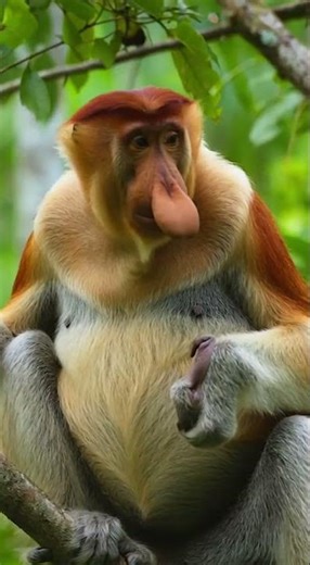 Flashback ke hutan Kalimantan tahun 1990