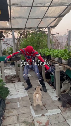 ใครเรียกแมงมุม